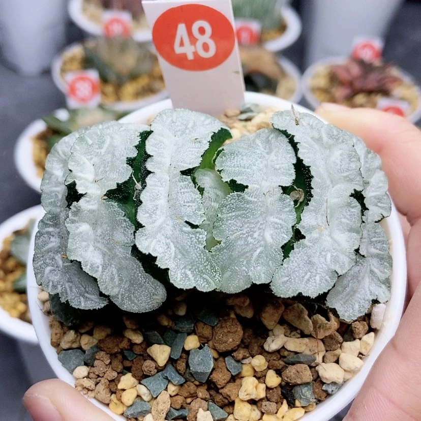 【闪购商品】48猛犸玉扇