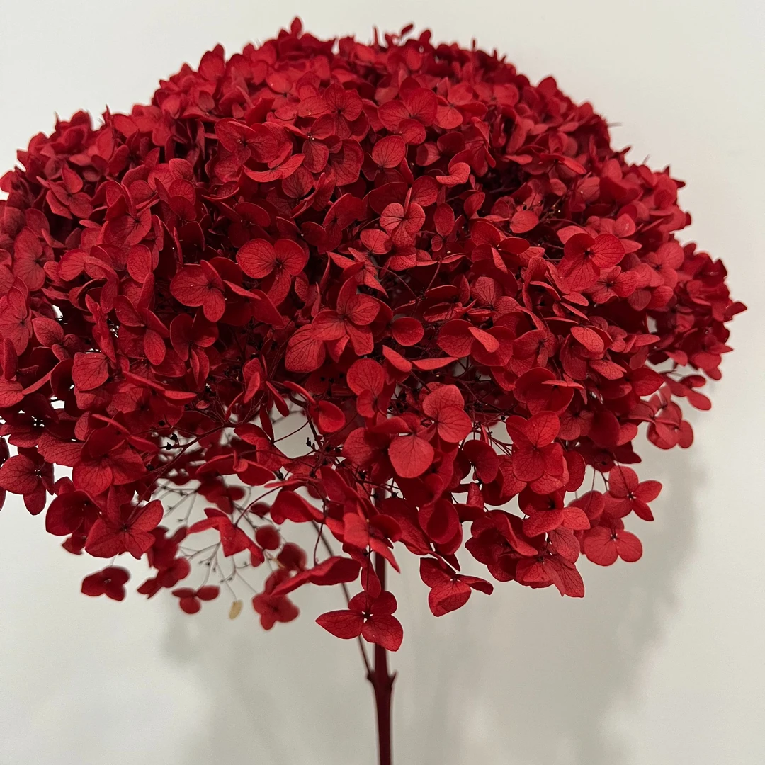 安娜绣球红色永生绣球 餐桌边几斗柜绣球永生花（不带瓶）