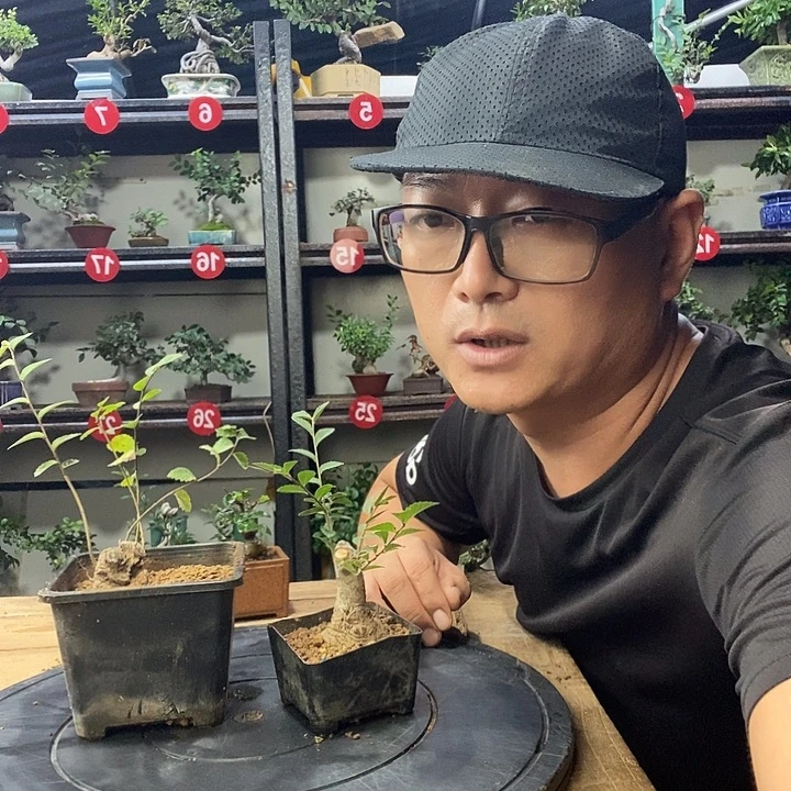 胡***秋无花朵小叶榔榆俩