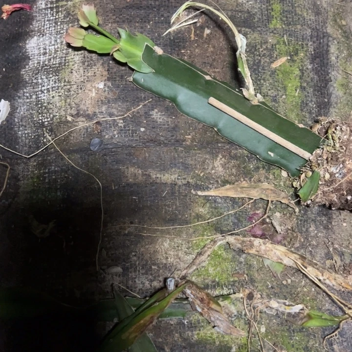 点****082嫁接单片小苗一拖二