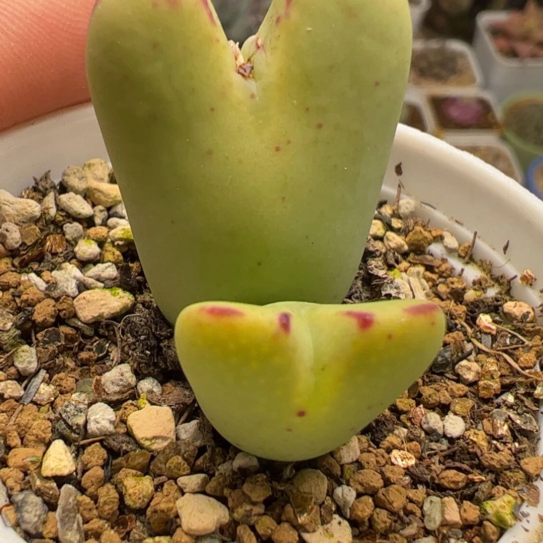 巨将多肉植物百科4