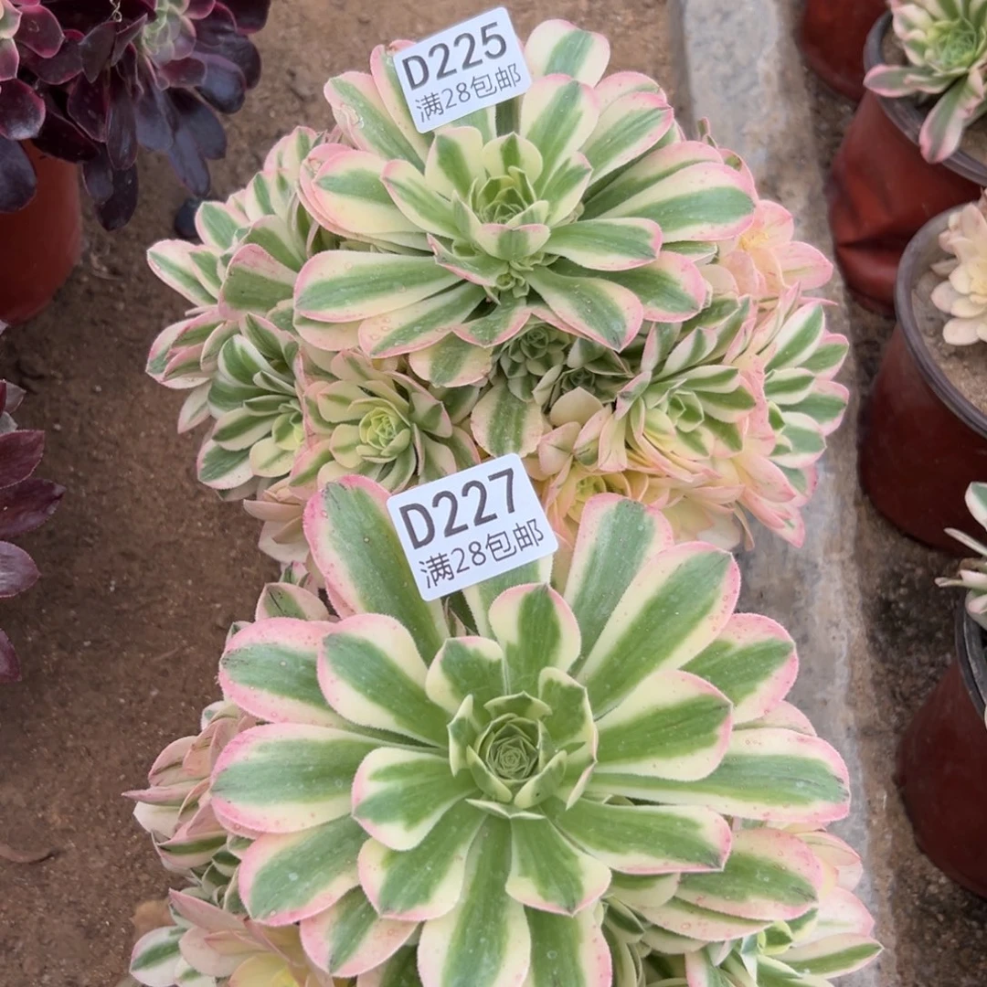 雨**?225+227多肉   2颗辛尼亚