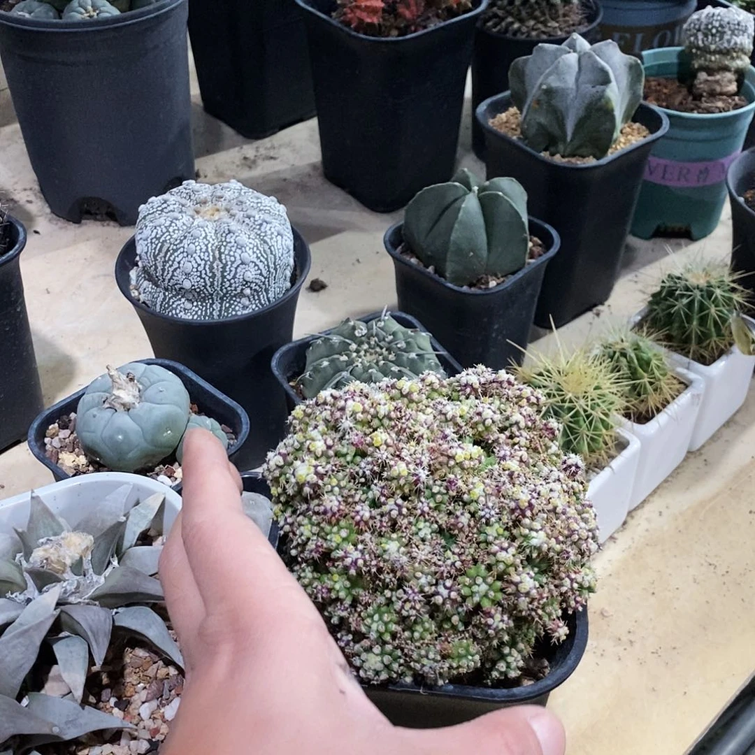 金***麻球球一个。