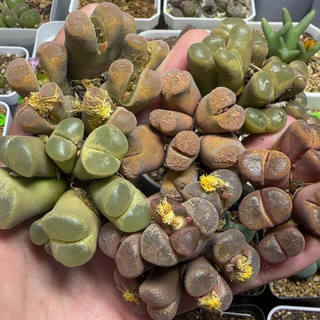 关***ᝰ专拍漂亮多肉植物368