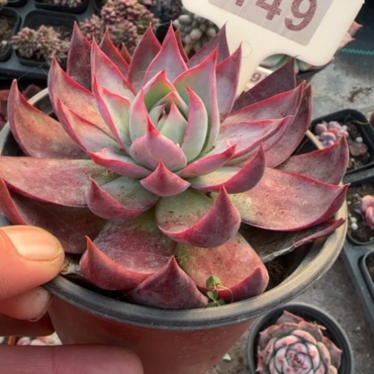 149惊鸿仙子多肉植物多