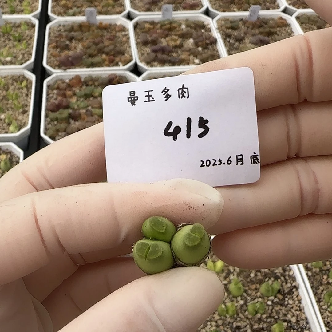 辞***多肉多肉多肉6.28-415