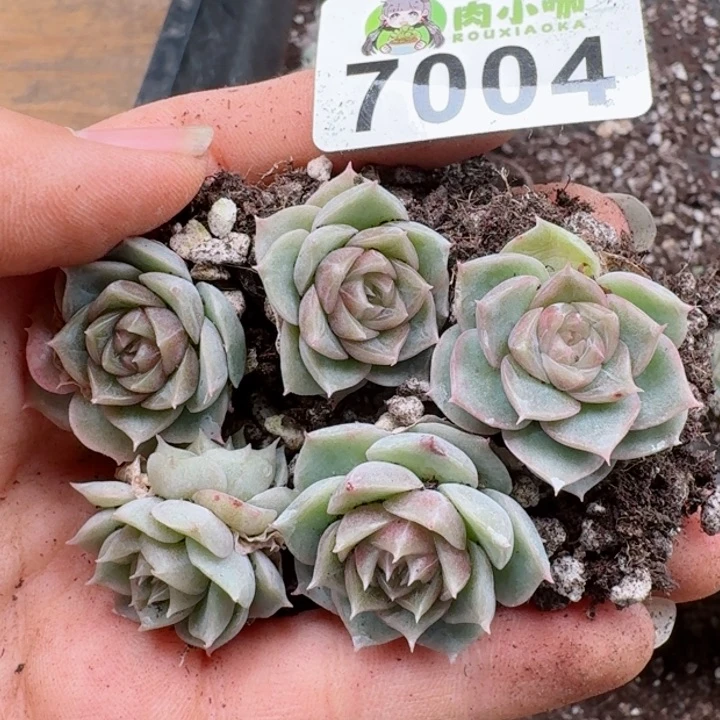 多肉植物多肉植物
