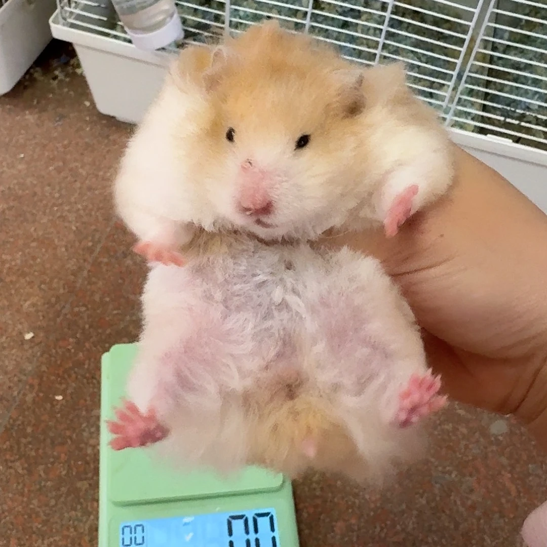 买一送一金丝熊金丝熊