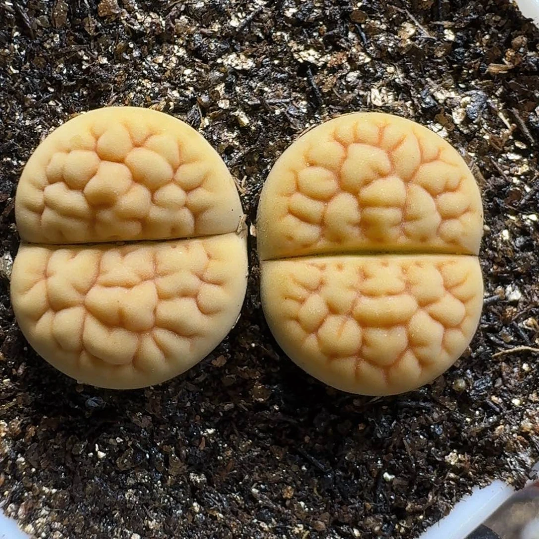生石花111111。 138