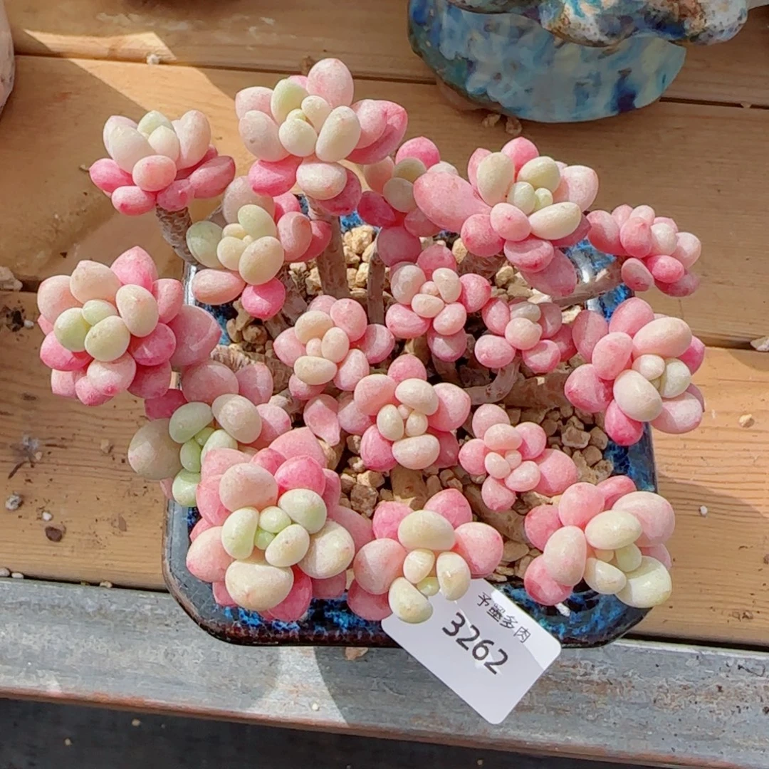 鱼子酱无砍，3262多肉植物