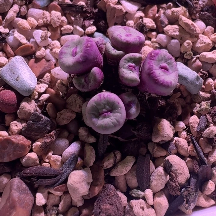 4号12头小红嘴一物一拍