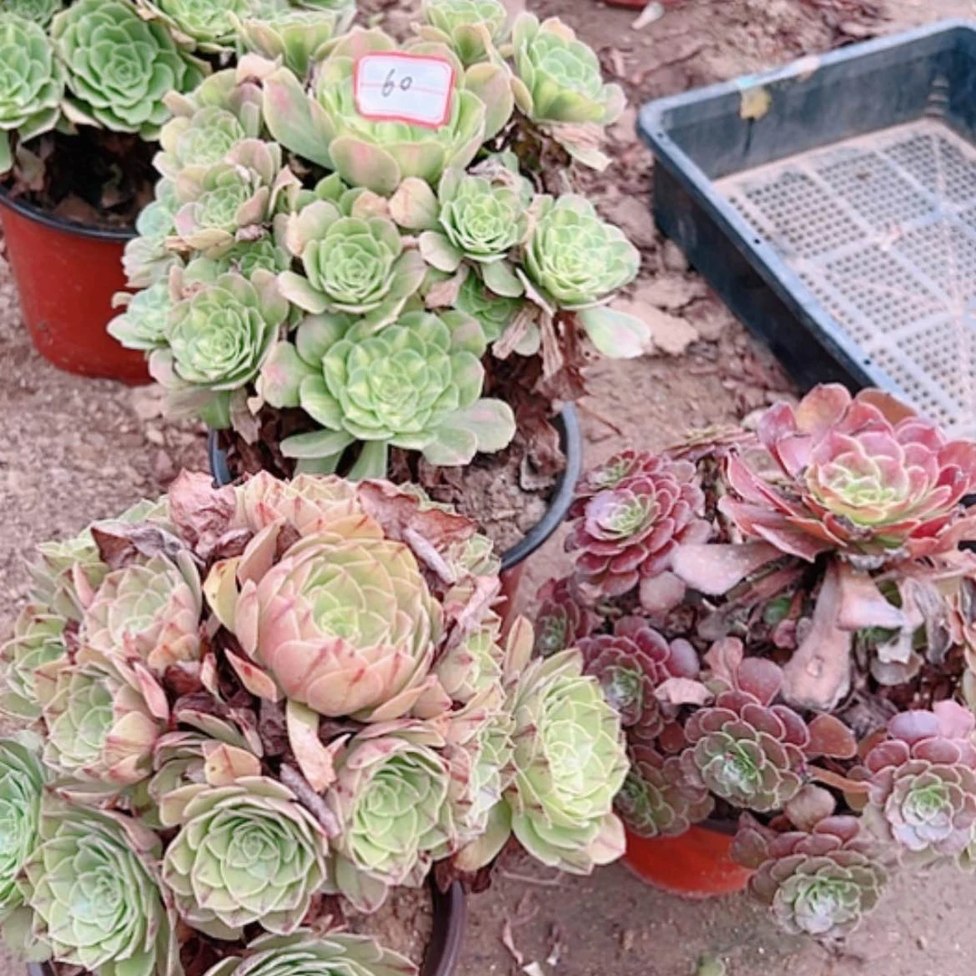 【闪购商品】无花朵60号套餐3颗多肉植物