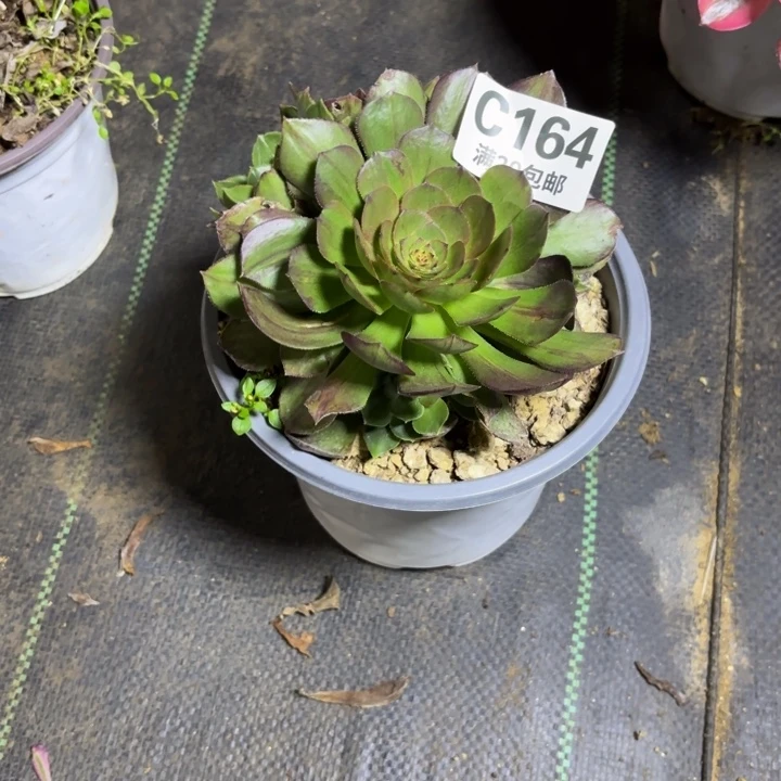 瑞妈一物一拍164