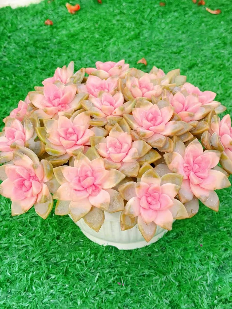 XP樱花  多肉植物 好养好活 帯盆土云南基地发货