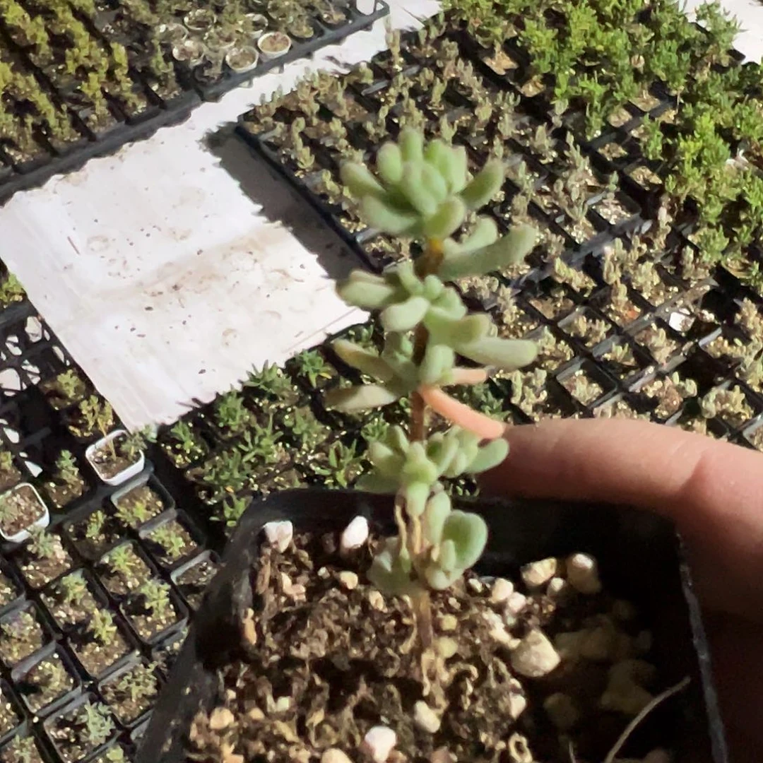 水晶海葵老桩精品55杯