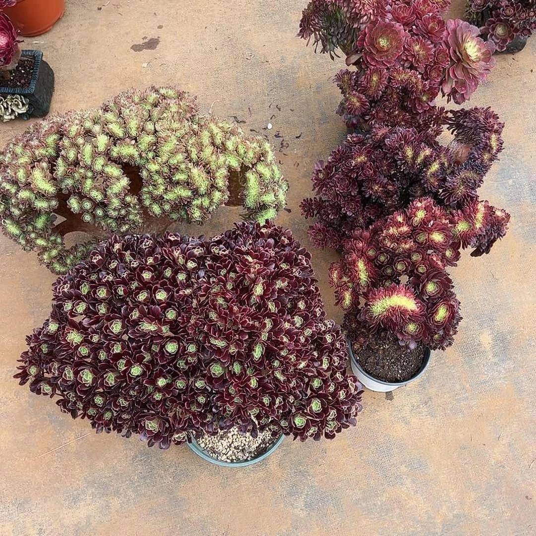 全部花朵月*精品多肉植物五颗寄养