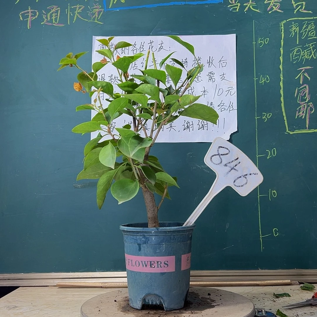 当前无花栽培后可以开花 波伊斯玫瑰 粗杆 846