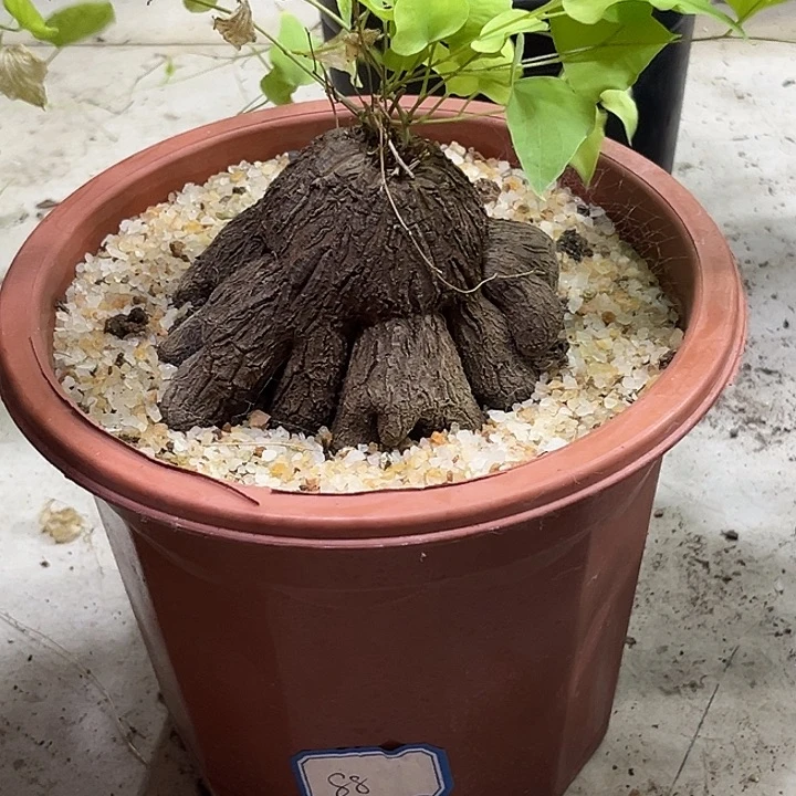 乐***中潮流植物象足龟福利