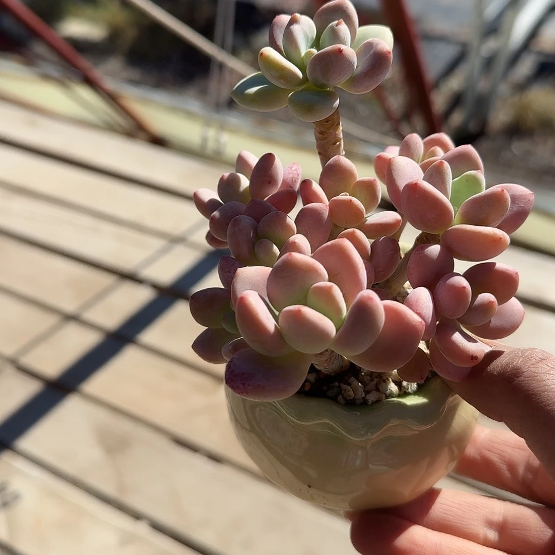 红洛神带盆多肉植物