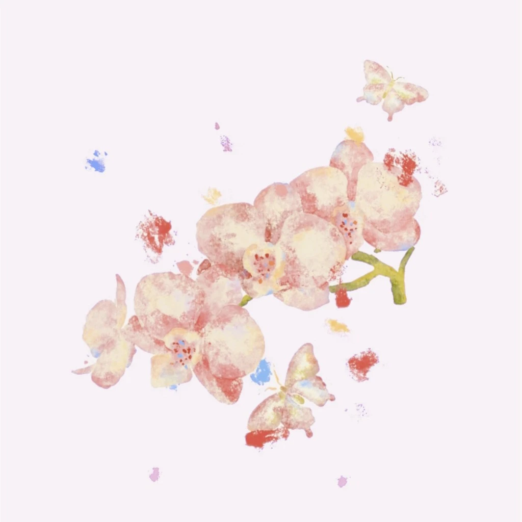 017号蝴蝶兰  基地直发