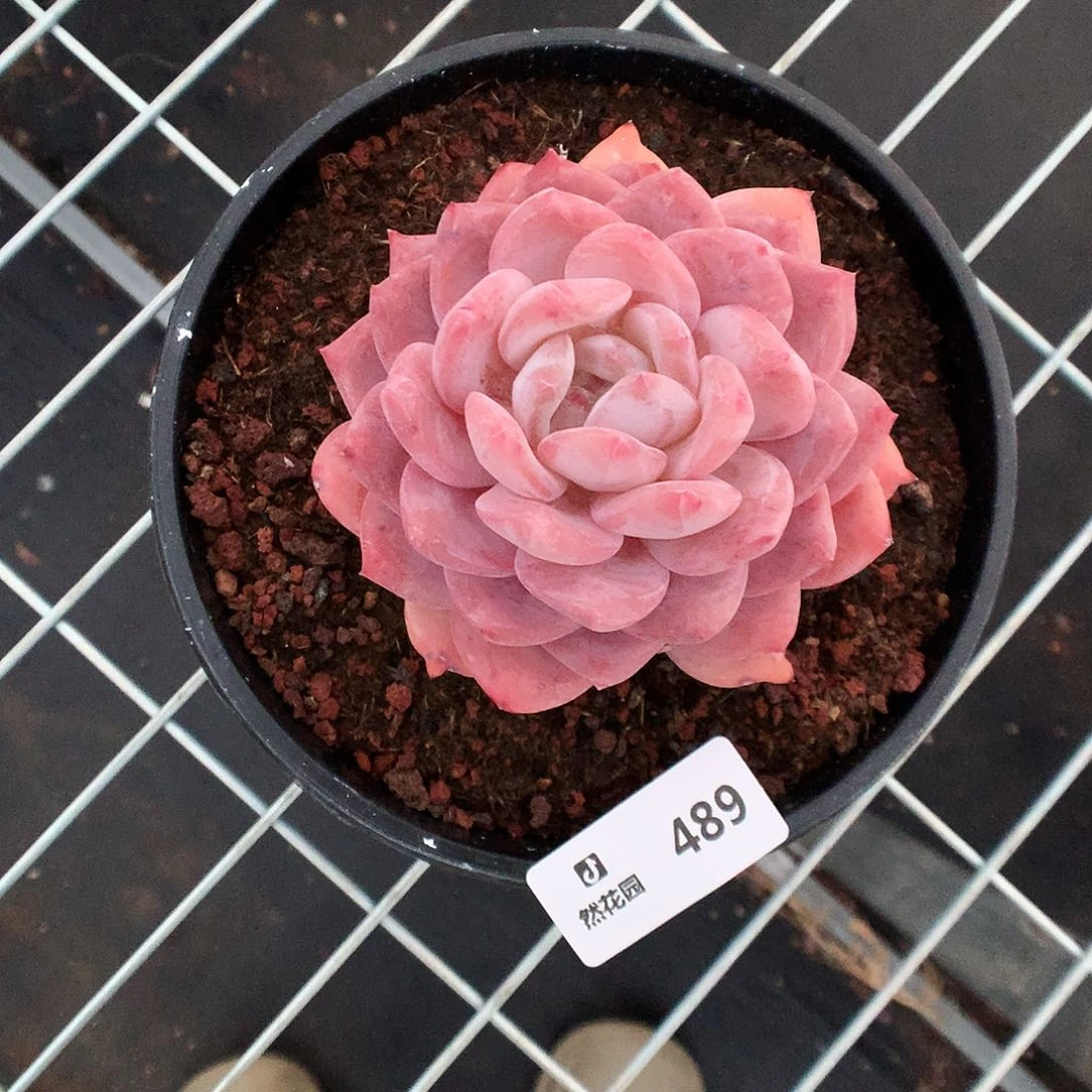 489梦露多肉植物666