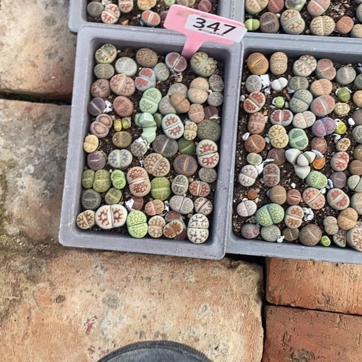 果***生石花等植物的生长347