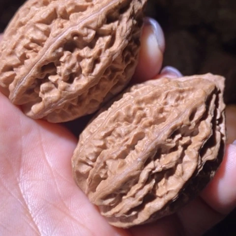 文玩核桃把件东北野生楸子小美16