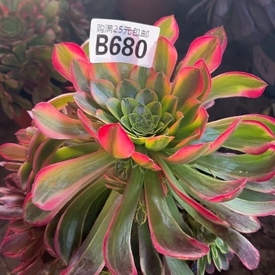 默**。多肉植物一个