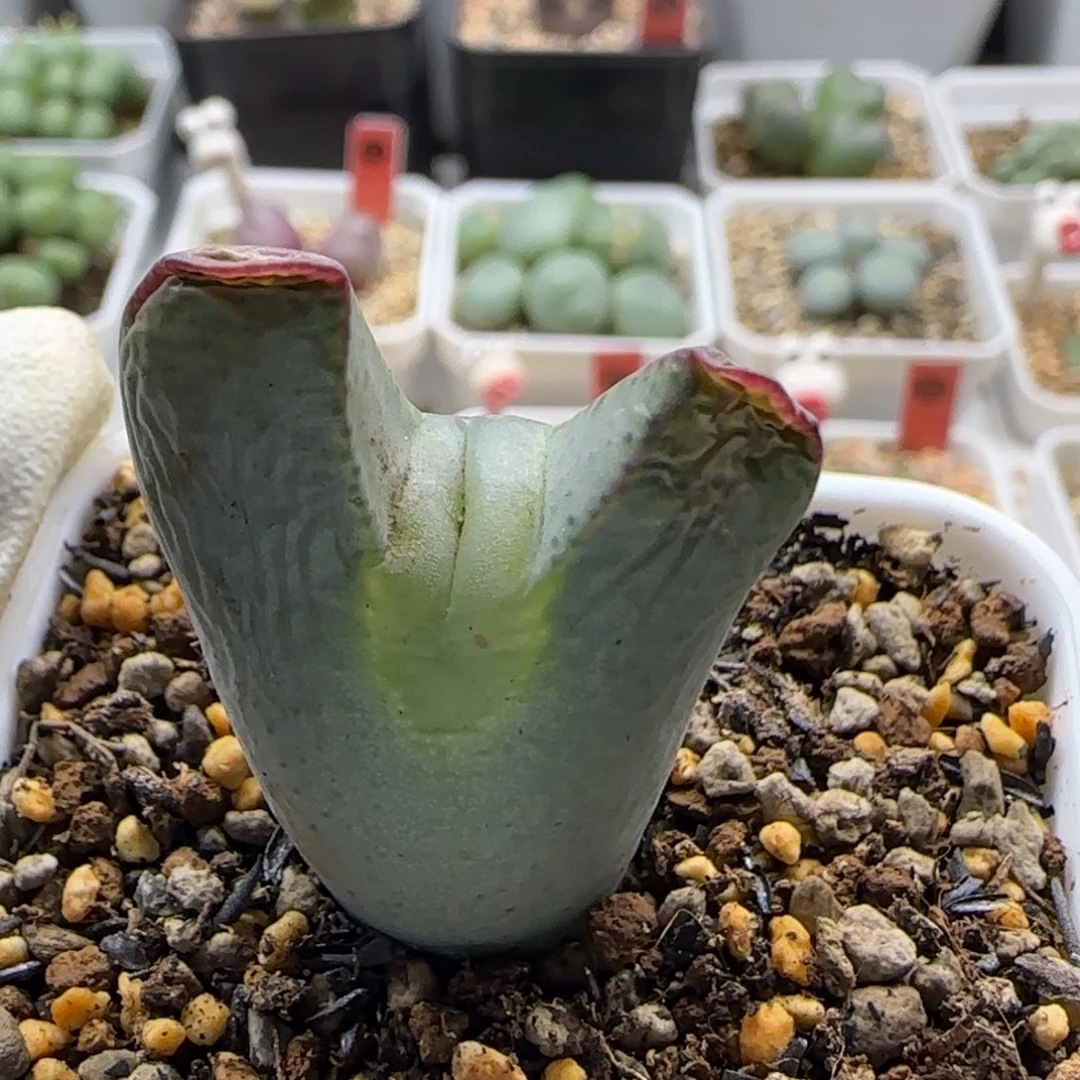 051当天满38包邮清货大眼嘟嘟嘴少将根短脱土