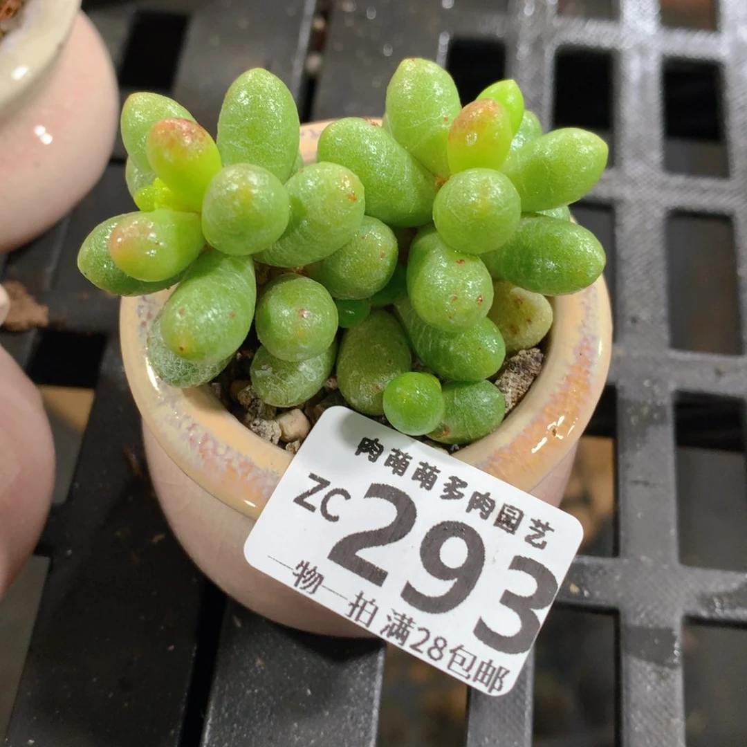 肉萌萌拇指盆精控多肉ZC293