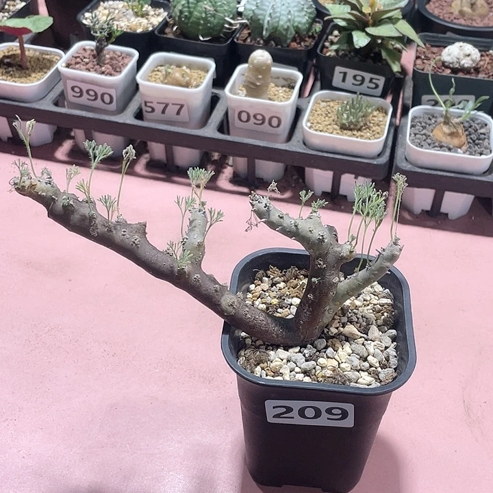 209产地大黑皮月界