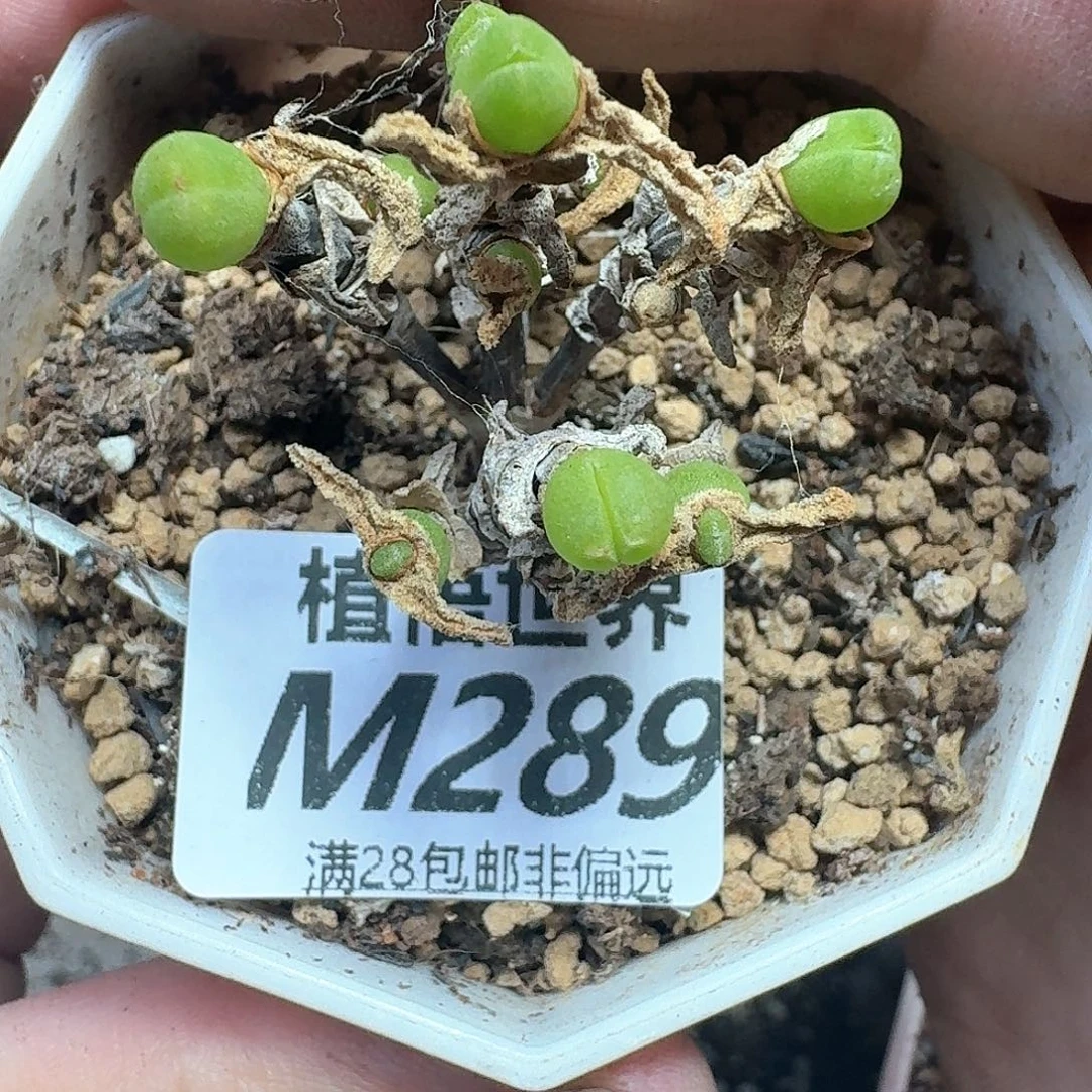 多肉植物的润泽drs