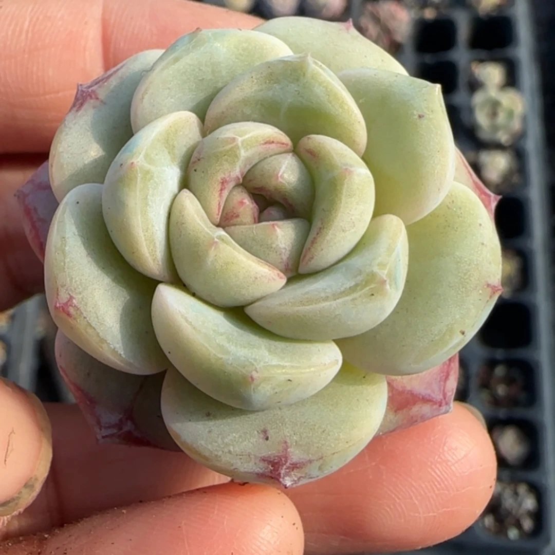 多肉小卡拉米糖心一物一拍