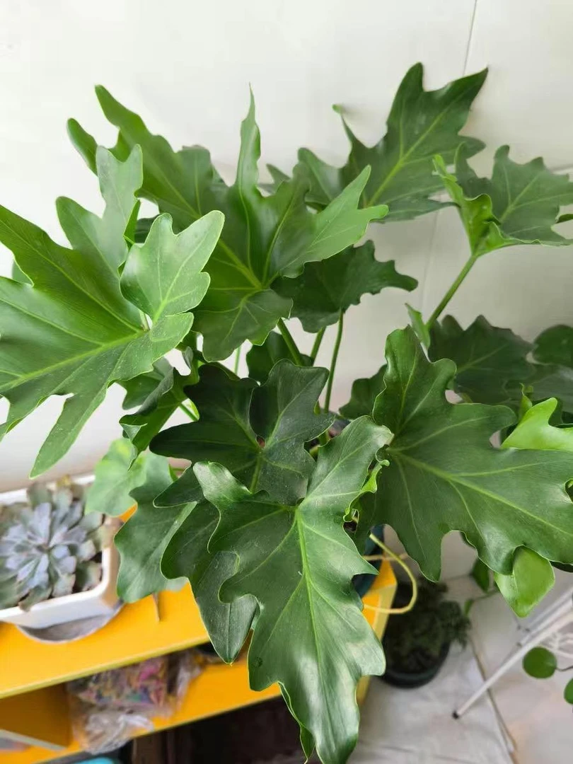 春羽盆栽室内客厅书房办公室好养易活春雨观叶居家绿植净化空气