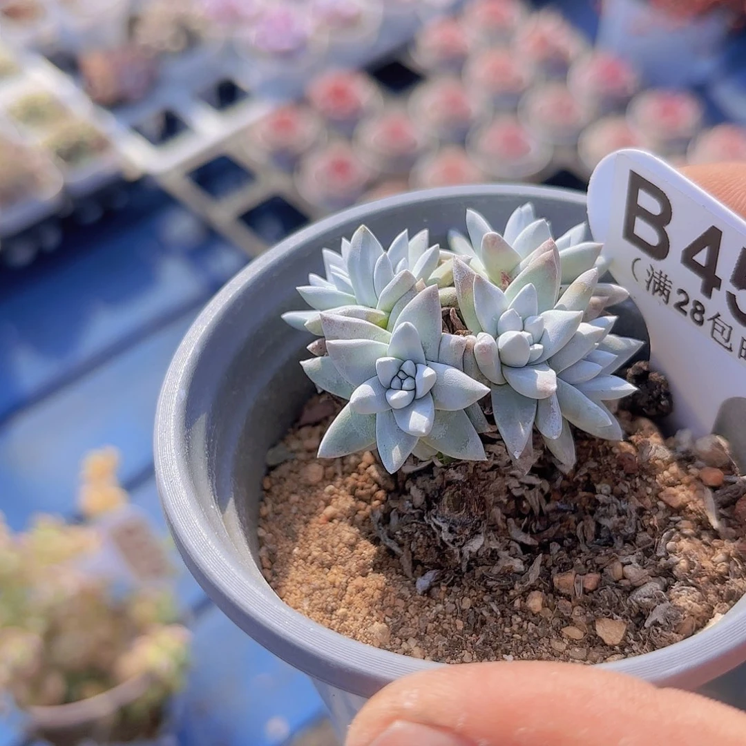 B451白菊一物一拍