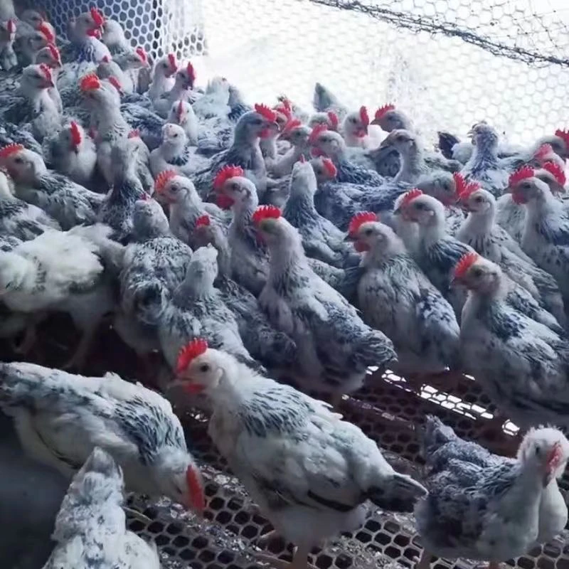 白色芦花鸡肉质味道鲜美10只