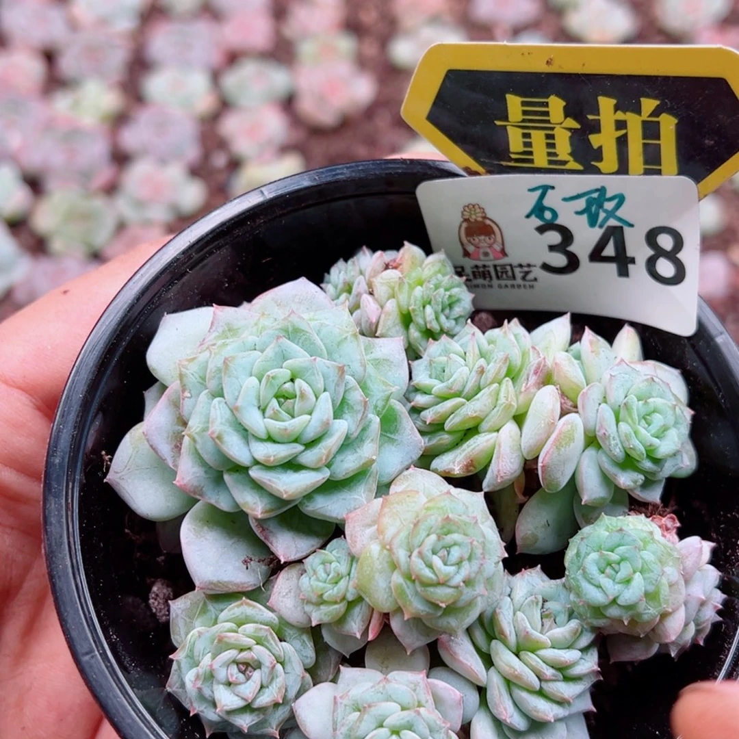 多肉植物多肉植物