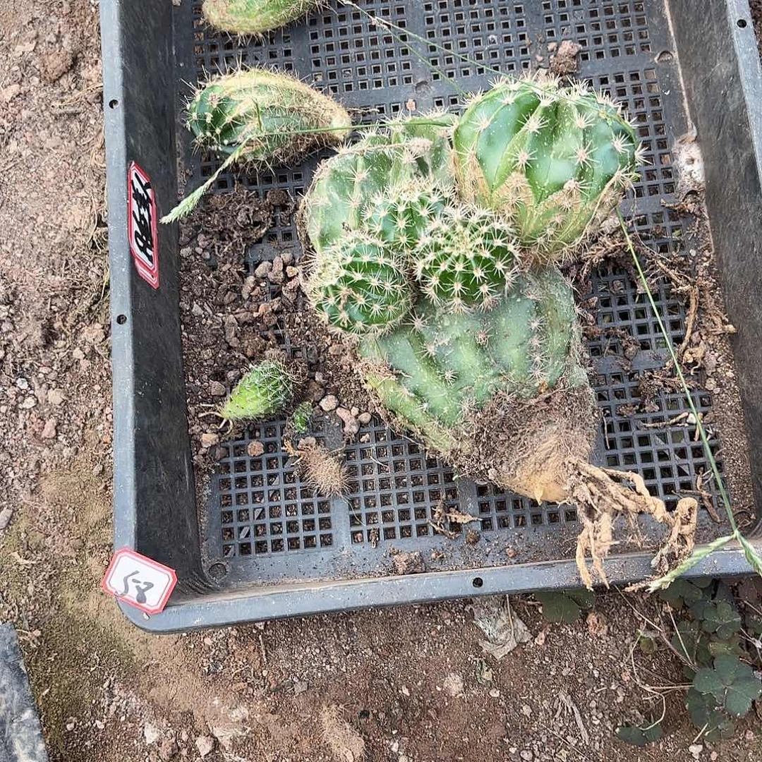 60 瑕疵掉侧牙无售后
