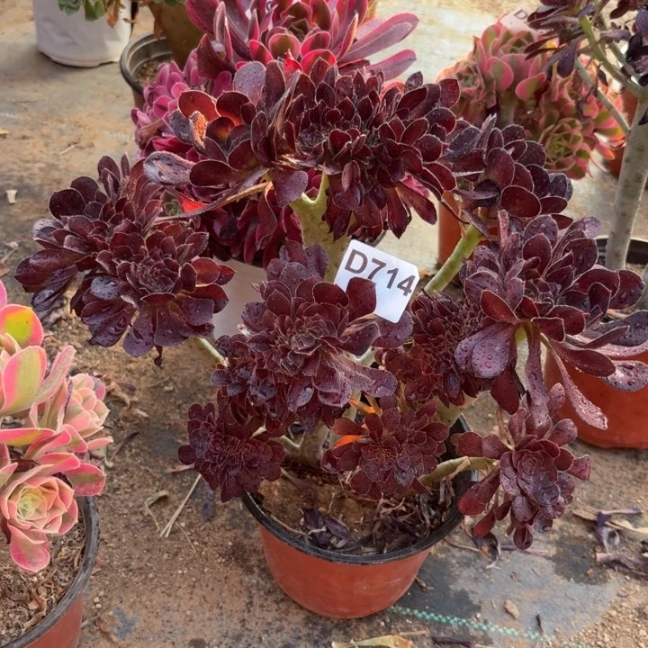 园叶缀多肉植物不包损714