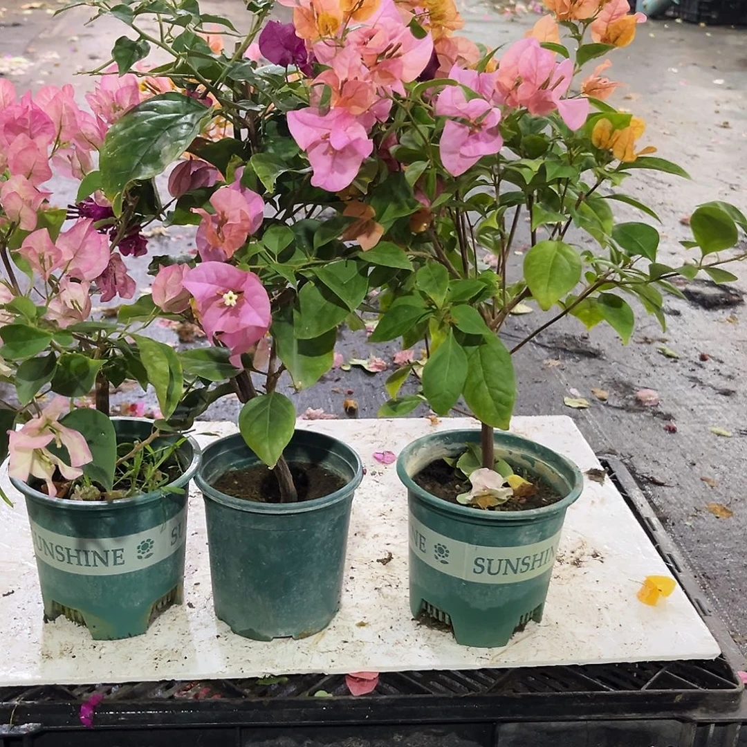 完全开放五宝，黑暗行者，金发女郎