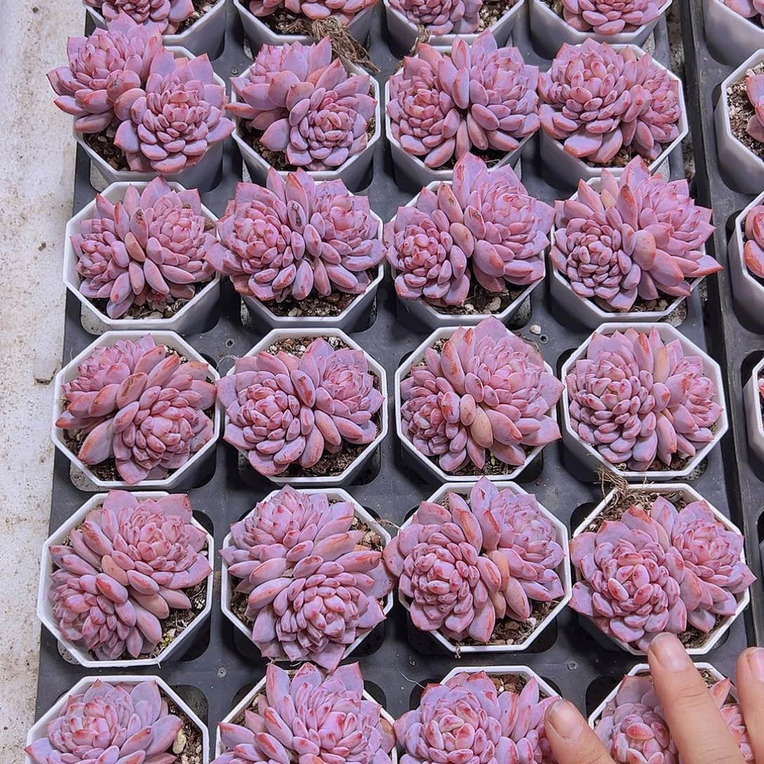 精品大玉芙蓉19包邮多肉植物