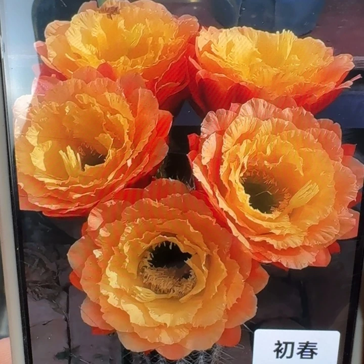 223毛初春歪5公分左右无根侧牙，20包邮