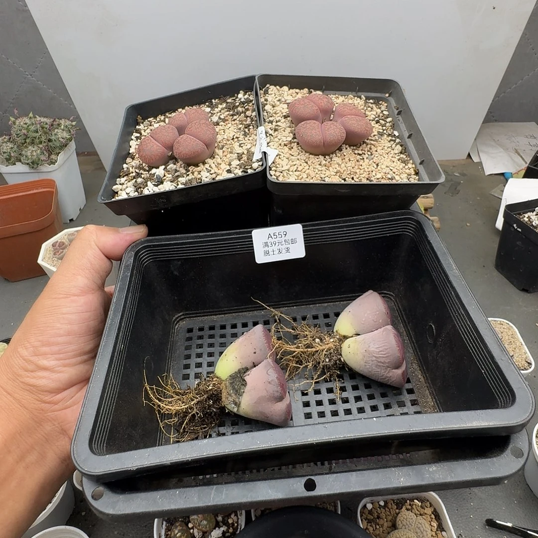 开***贝559多肉哈哈哈哈哈哈哈哈