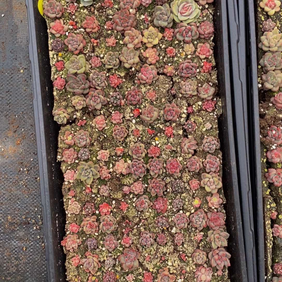 Y****）776多人在一起的时候我