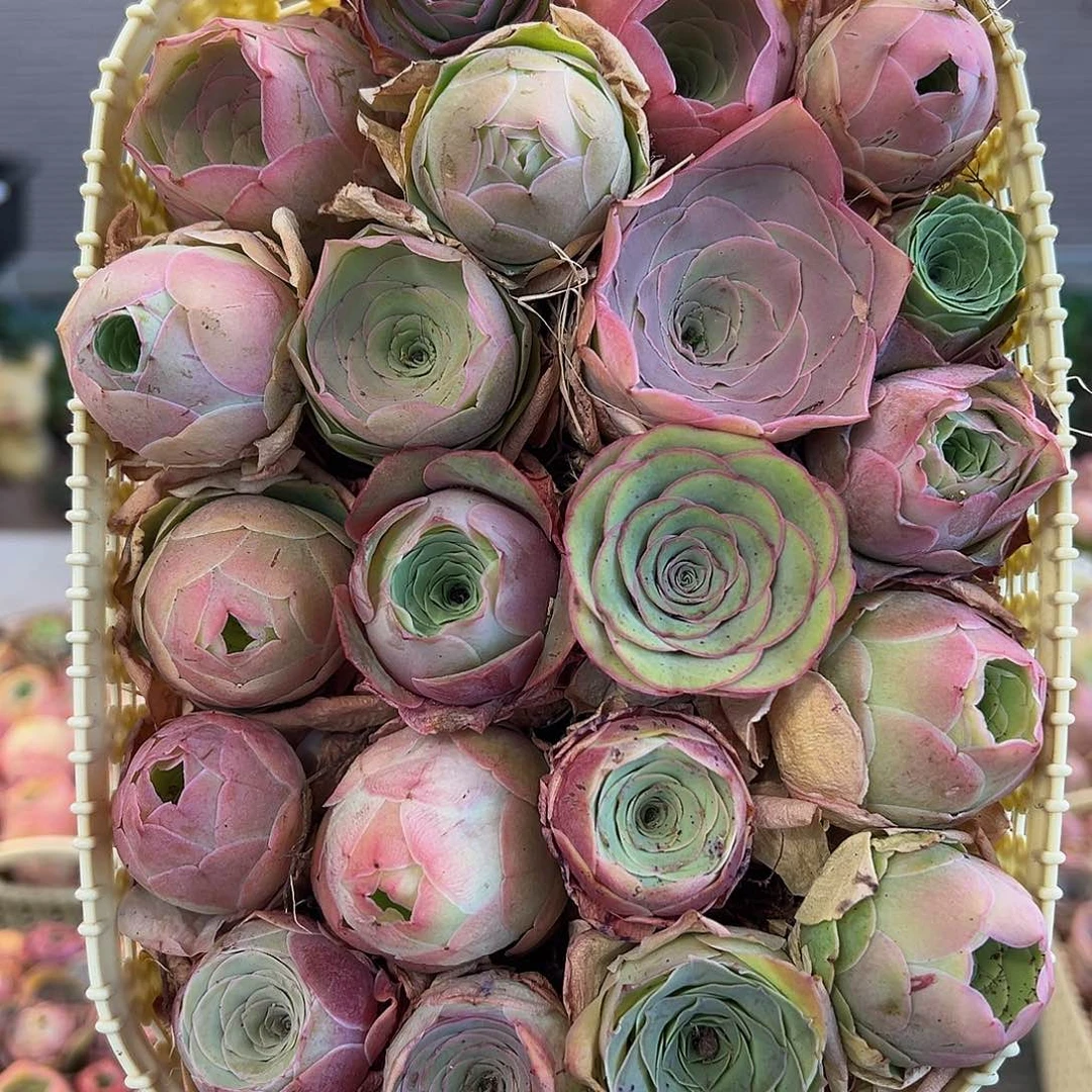 嗨****)C024。玫瑰混。花篮。