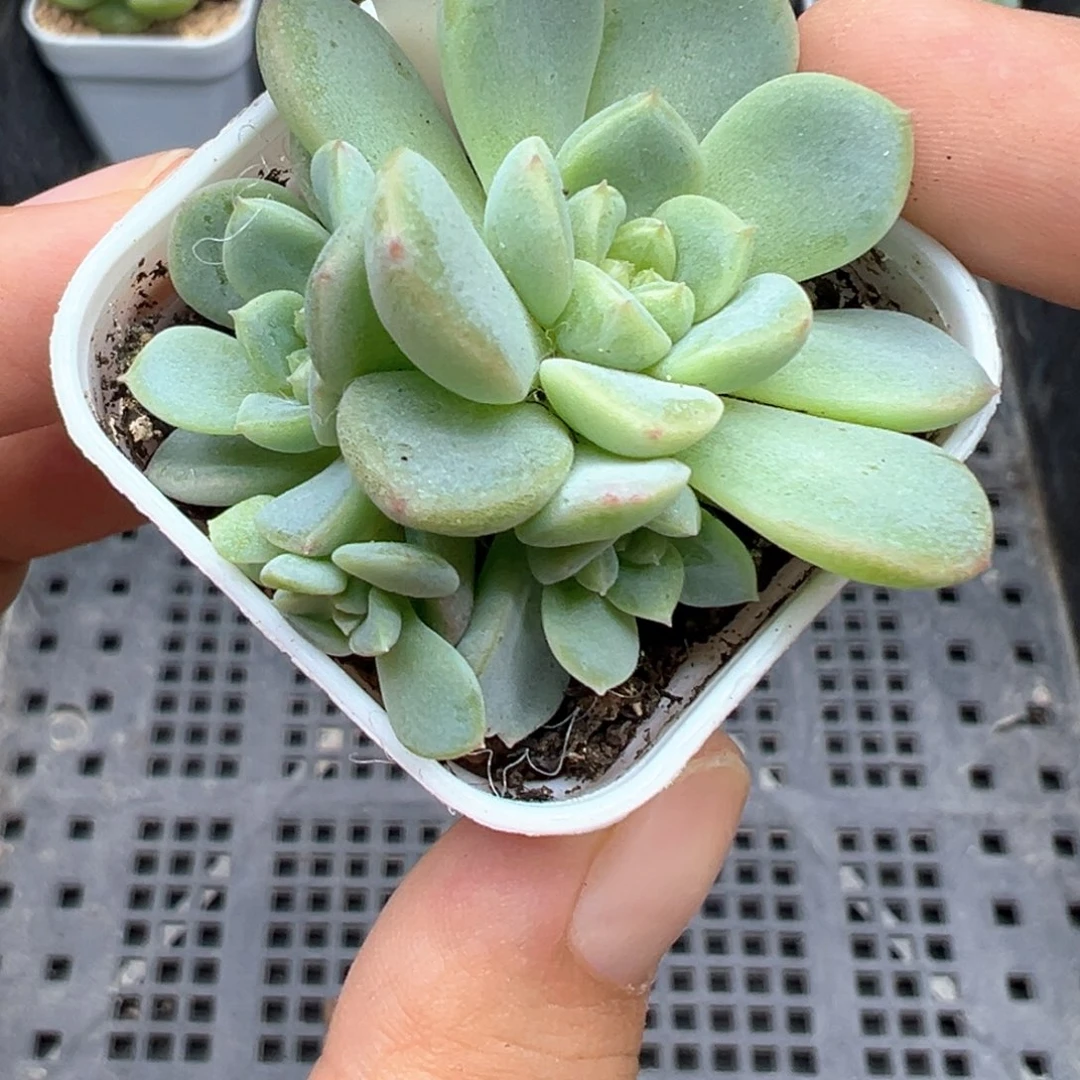 591号竹马甜心4头福利款