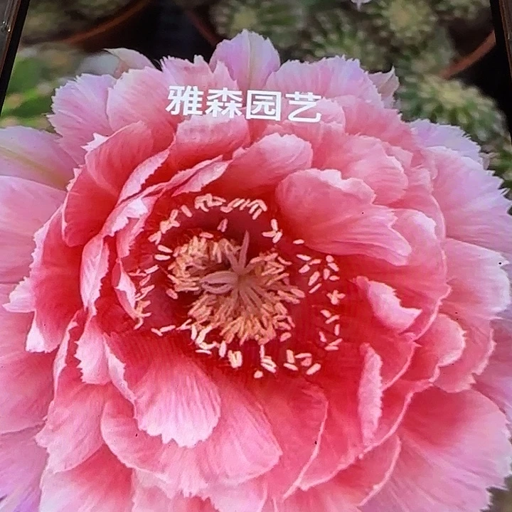 雅森391号自根球4-5公分