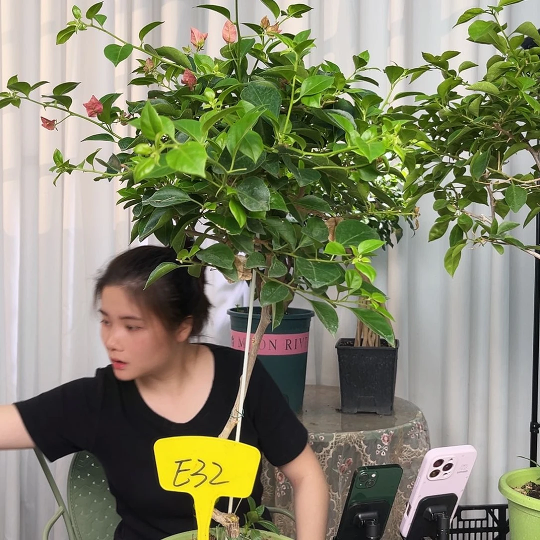 当前无花栽培后可以开花临****店E32所罗门