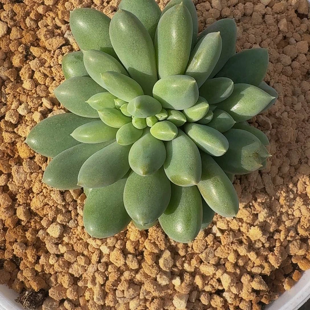 黄胖体 哥特 缀化 一物一拍