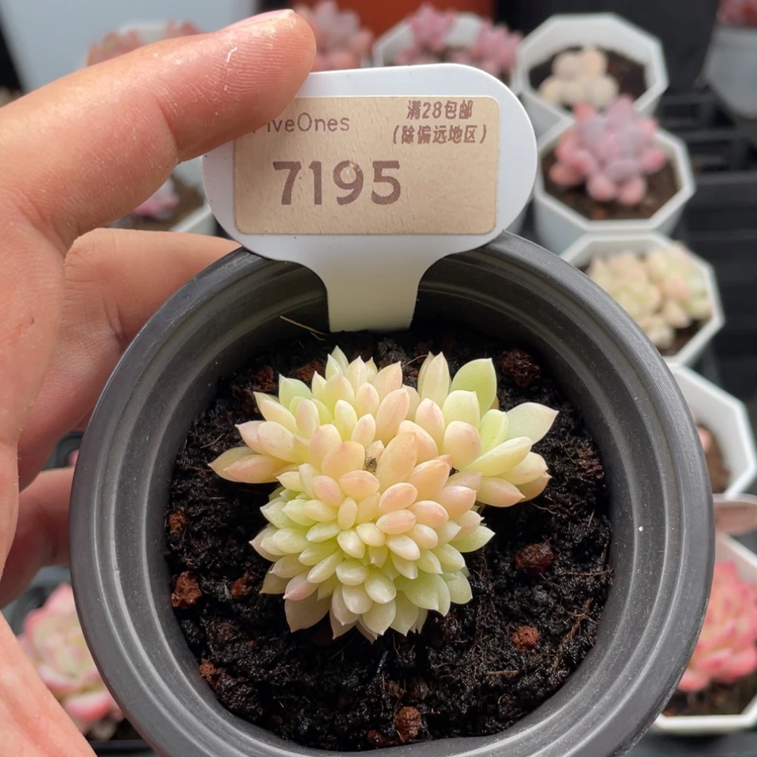 白雪缀7195-5厘米